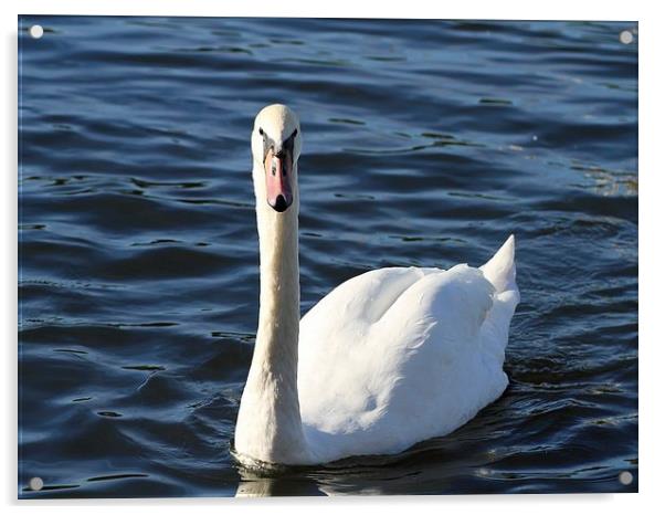 Swan Acrylic by Sean Foreman