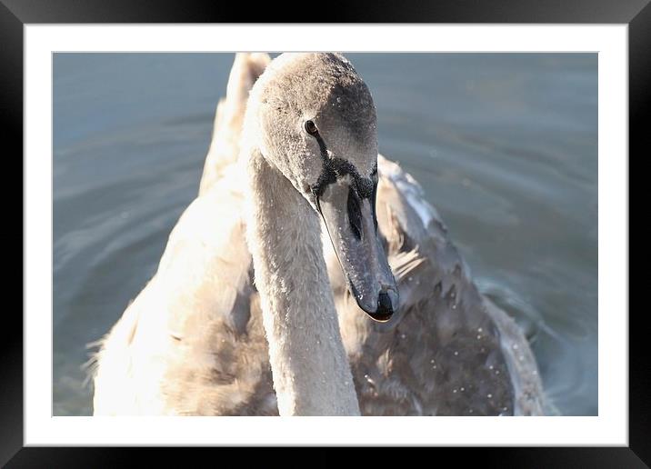 There Once Was an Ugly Duckling Framed Mounted Print by Sean Foreman