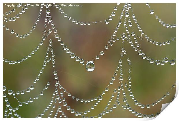 Morning jewels Print by Jim Alford