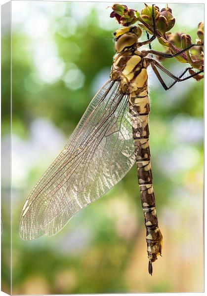 Golden-Ringed Dragonfly Canvas Print by Jim Alford