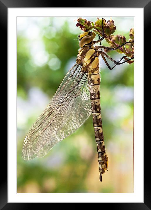 Golden-Ringed Dragonfly Framed Mounted Print by Jim Alford