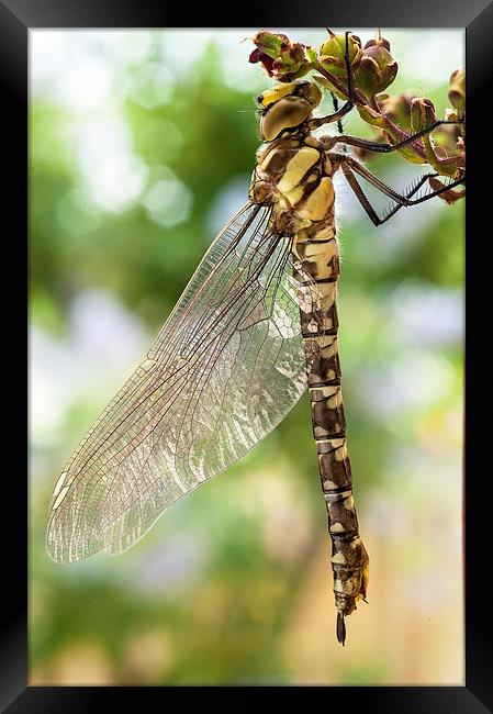 Golden-Ringed Dragonfly Framed Print by Jim Alford