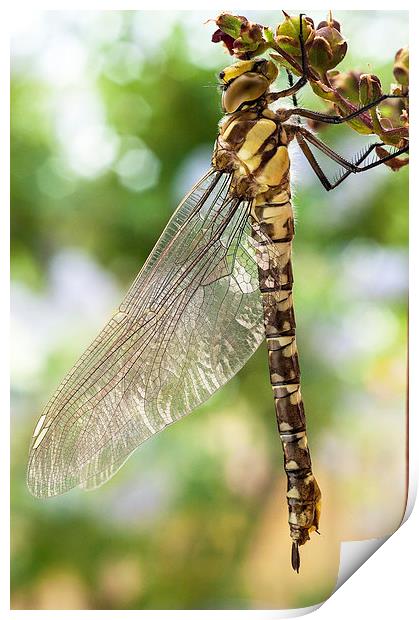 Golden-Ringed Dragonfly Print by Jim Alford