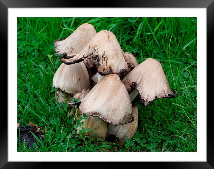 Mushrooms Framed Mounted Print by Stephen Cocking