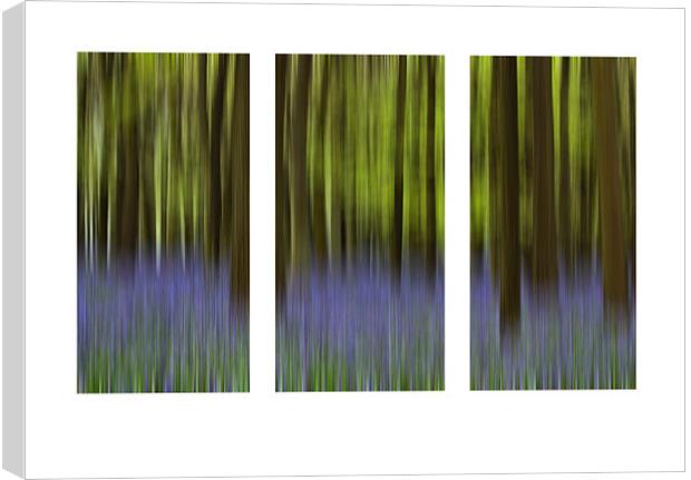 Bluebell Triptych Canvas Print by Graham Custance