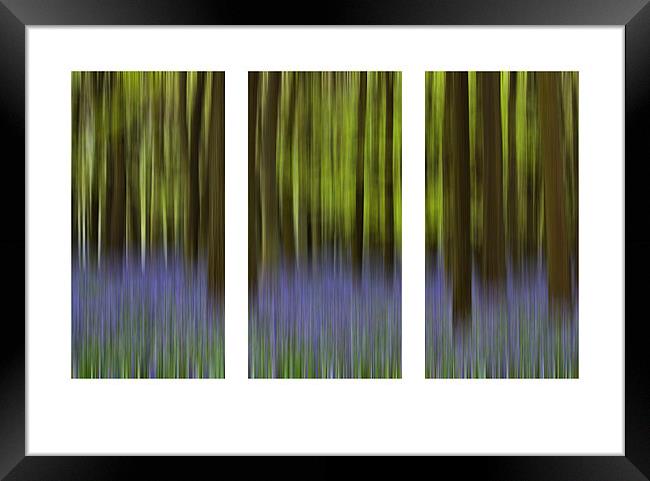 Bluebell Triptych Framed Print by Graham Custance