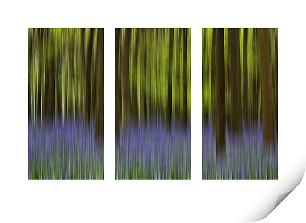 Bluebell Triptych Print by Graham Custance