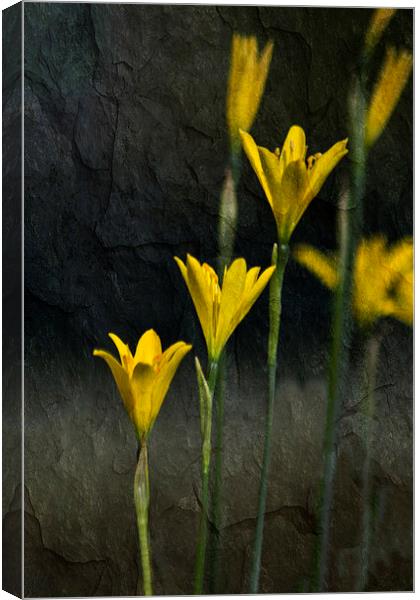 Tiny Yellow Flowers Canvas Print by Michelle Orai
