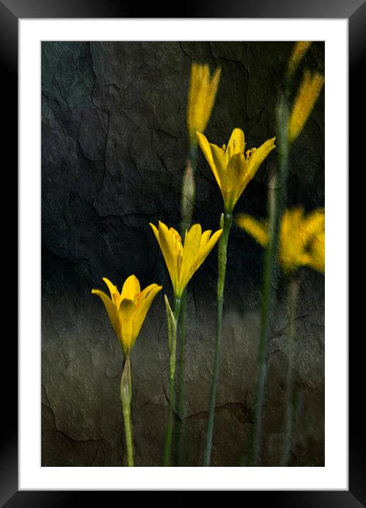 Tiny Yellow Flowers Framed Mounted Print by Michelle Orai