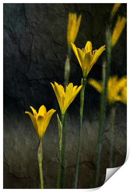 Tiny Yellow Flowers Print by Michelle Orai