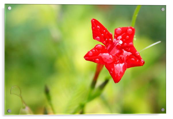 Pearls on Red Flower Acrylic by Pavan Sidgiddi