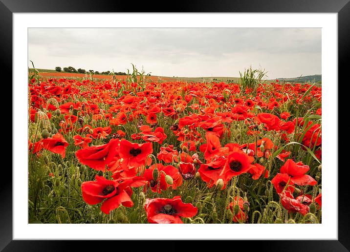 Poppies on a Hillside Above Brighton Framed Mounted Print by Peter McCormack