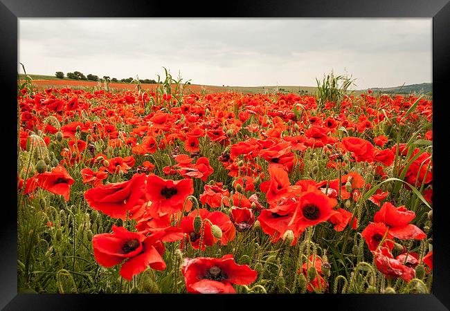 Poppies on a Hillside Above Brighton Framed Print by Peter McCormack