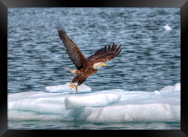Alaskan Eagle Framed Print by Gurinder Punn