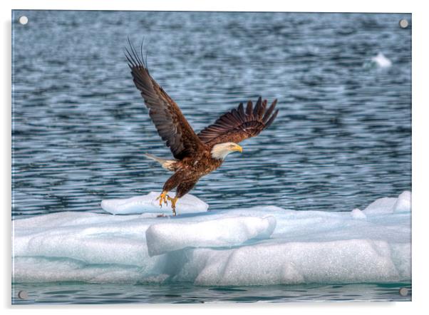 Alaskan Eagle Acrylic by Gurinder Punn