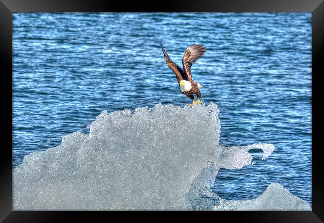 Eagle taking off from Icberg Framed Print by Gurinder Punn