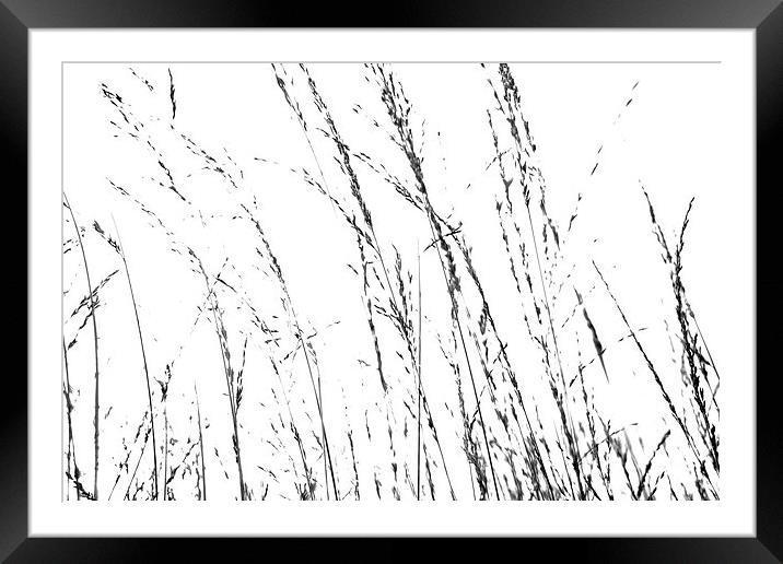 Wild Grases Abstract - Black and White Framed Mounted Print by Natalie Kinnear