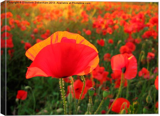 Bright Red Poppy in the Sun Canvas Print by Elizabeth Debenham