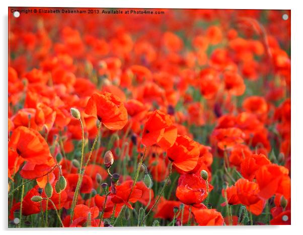 Poppies Galore Acrylic by Elizabeth Debenham