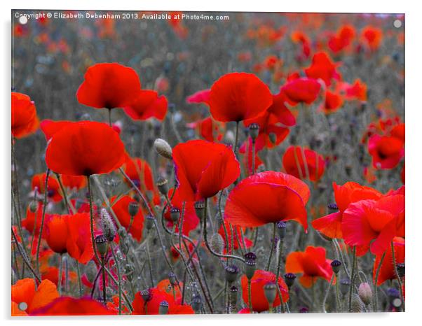 Red Poppies Acrylic by Elizabeth Debenham