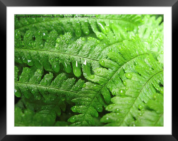 Green Bracken with  Raindrops Framed Mounted Print by Elizabeth Debenham