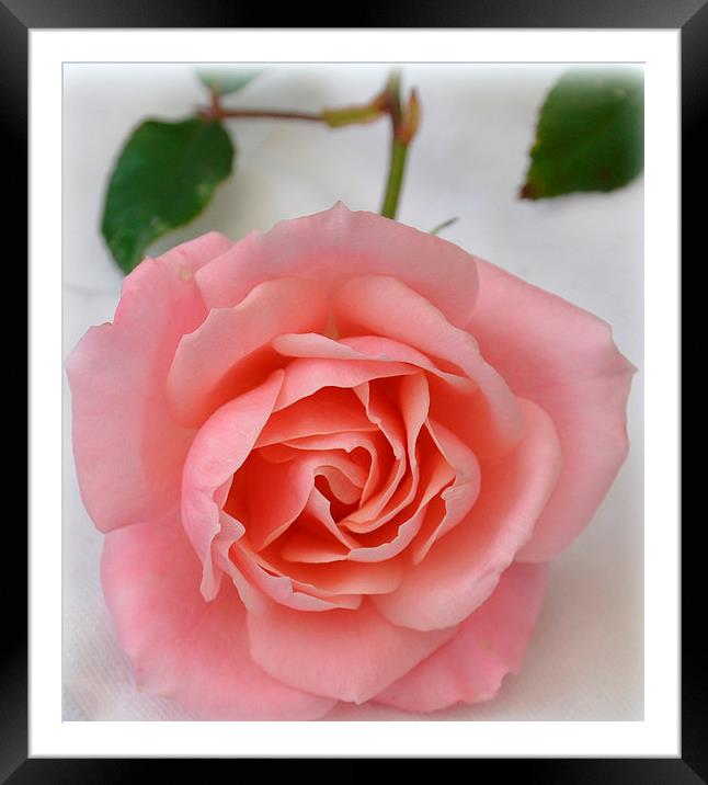 a simple rose Framed Mounted Print by sue davies