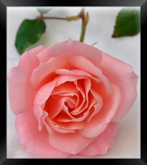 a simple rose Framed Print by sue davies