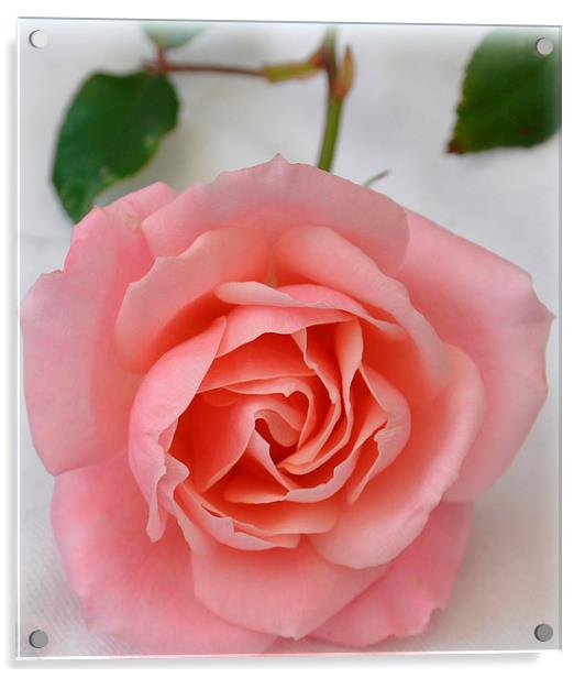 a simple rose Acrylic by sue davies