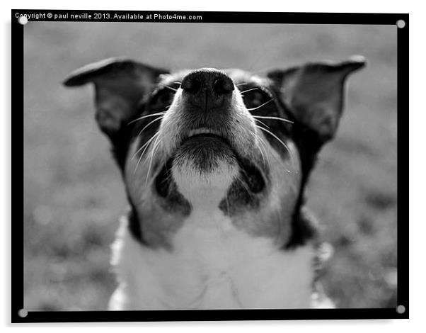 jack russell terrier Acrylic by paul neville