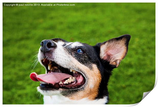 jack russell in colour Print by paul neville