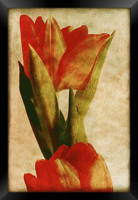 Orange Tulips Framed Print by Mary Lane
