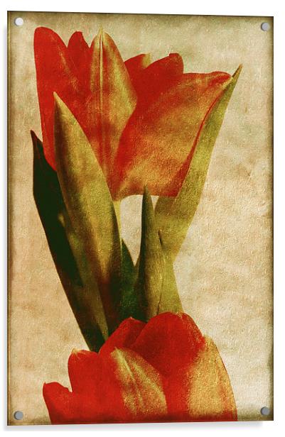 Orange Tulips Acrylic by Mary Lane