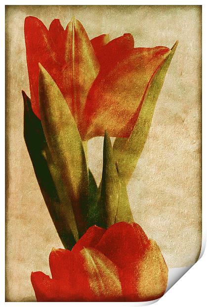 Orange Tulips Print by Mary Lane