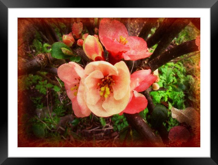 Summer Blossom. Framed Mounted Print by Heather Goodwin
