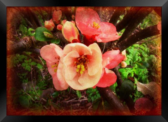 Summer Blossom. Framed Print by Heather Goodwin