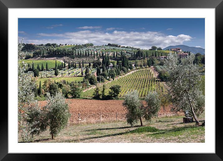 Tuscan Cyprusses Framed Mounted Print by Stephen Mole