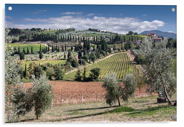 Tuscan Cyprusses Acrylic by Stephen Mole