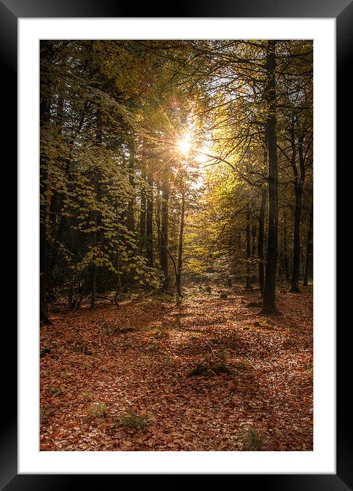 Autumn Sunrise Framed Mounted Print by David Tinsley