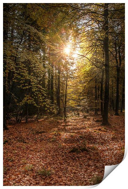 Autumn Sunrise Print by David Tinsley