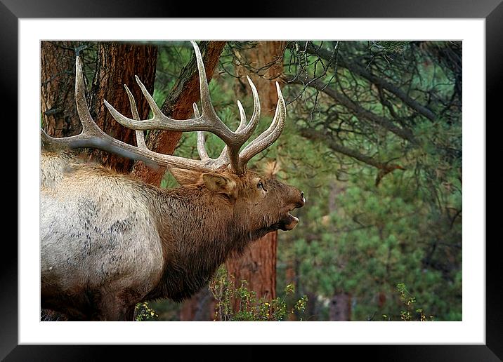 Bellowing Elk Framed Mounted Print by Anne Rodkin