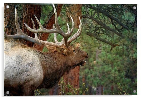Bellowing Elk Acrylic by Anne Rodkin