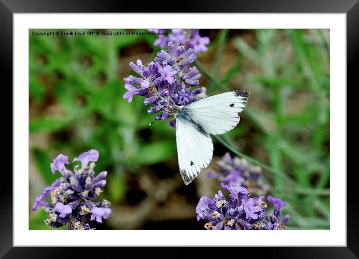 The ‘Grey veined white’ butterfly. Framed Mounted Print by Frank Irwin