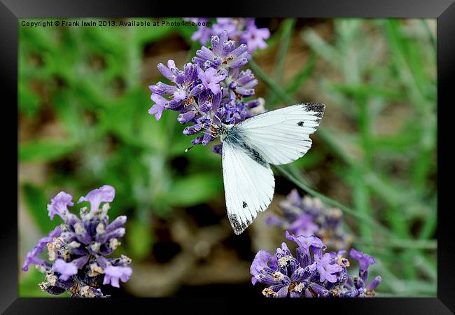 The ‘Grey veined white’ butterfly. Framed Print by Frank Irwin