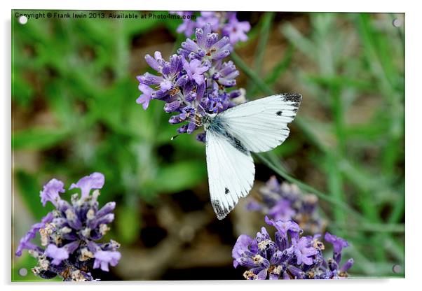 The ‘Grey veined white’ butterfly. Acrylic by Frank Irwin