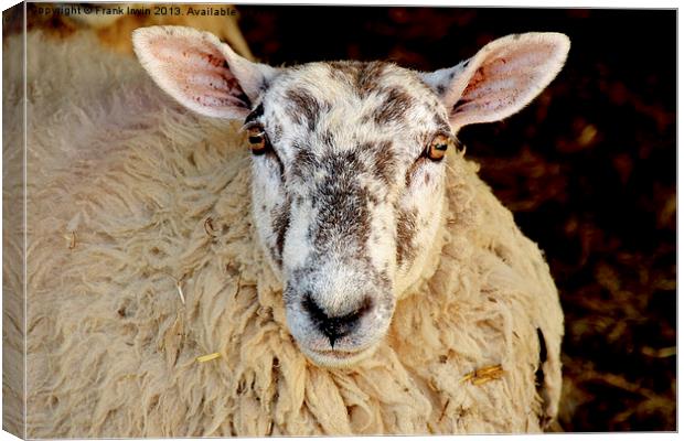 An ewe after giving birth. Canvas Print by Frank Irwin