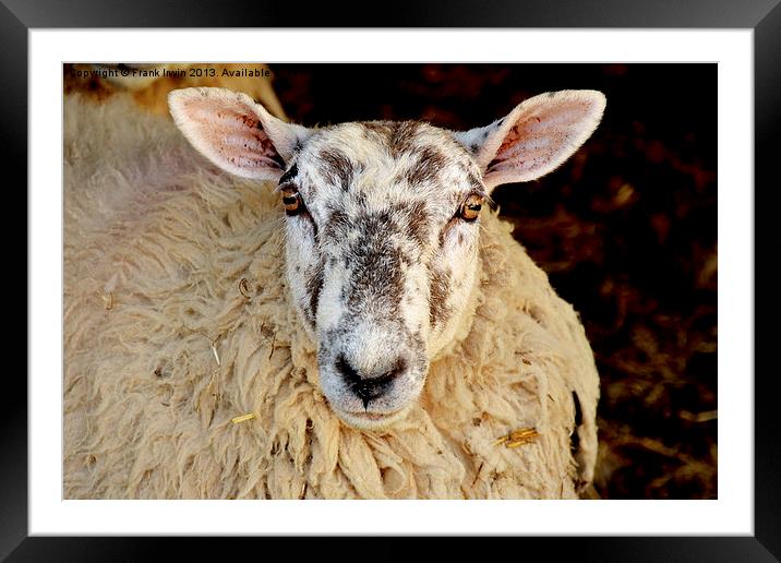 An ewe after giving birth. Framed Mounted Print by Frank Irwin