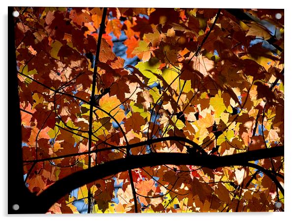Maple tree Acrylic by Steven Ralser