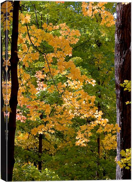 Fall Maples Canvas Print by Steven Ralser