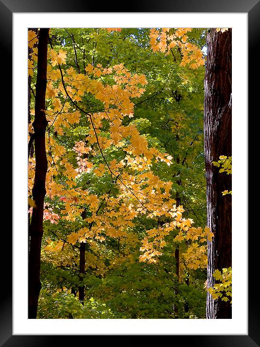 Fall Maples Framed Mounted Print by Steven Ralser