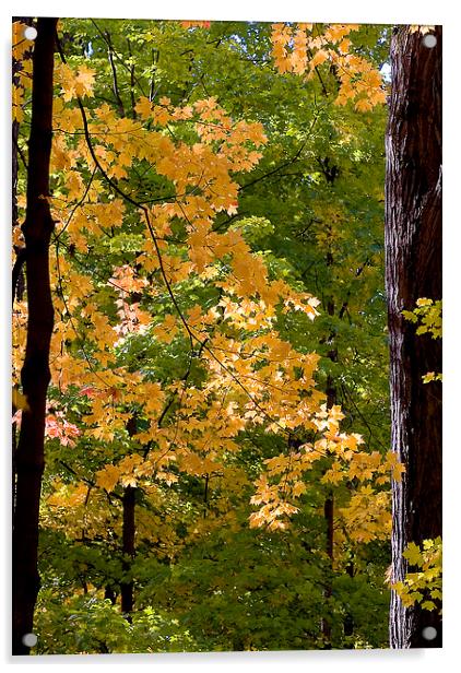 Fall Maples Acrylic by Steven Ralser